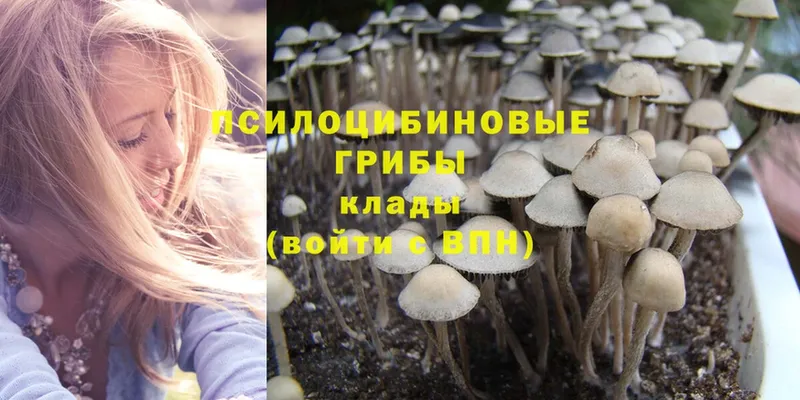 купить наркоту  Боготол  Псилоцибиновые грибы MAGIC MUSHROOMS 